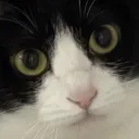 猫式宗親