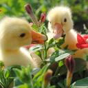 Duck idyll - Community Server Discord Server Icon