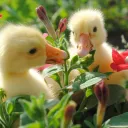Duck idyll - Community Server