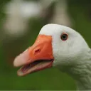 Goose Roost!