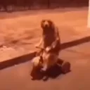 Карман 🐪