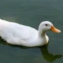 КРЯ❄Discord Vanilla - Дискорд Ванілі❄КРЯ