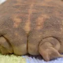 Frog Ass