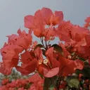 STUPID DUMB IDIOTS !!#!@!($)$(... Discord Server Icon