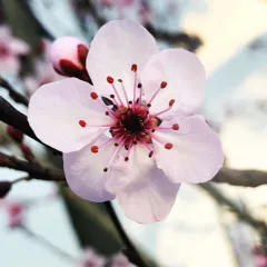Plum Blossoms Icon