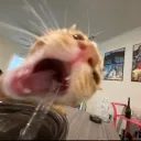 𝓖𝓸𝓵𝓭𝓮𝓷 𝓟𝓾𝓻𝓼𝓾𝓲𝓽 discord icon