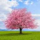 Cherry's Blossom