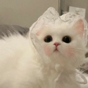 ‹ 𝟹  ⋆ cat lovers ! 🌷 :  ★  ☆