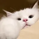 ✮﹒M i L L i E