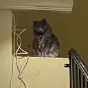  FAYE’S SOCIETY Discord Server Icon