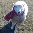🐑 JUEGAN TODOS CON OVEJA 🐑 icon