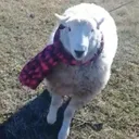 🐑 JUEGAN TODOS CON OVEJA 🐑