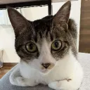 ShackCord Discord Server Icon