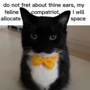 Bingus's Cat Kingdom Discord Server Icon