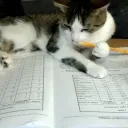 vvs middleman & homework