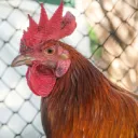 The Chicken Coop