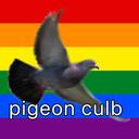 pigeon culb!         Discord Server Icon