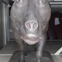 P.I.G