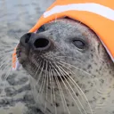 seal emote land