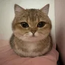 nyansters