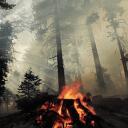 Campfire Co-op Discord Server Icon