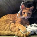 Уголок геймеров котов