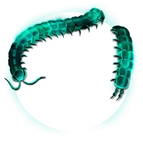 Motyxia, Avatar Decoration