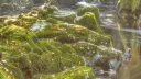 La Forêt des Merveilles 🩵🩷🤍🩷🩵 splash