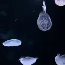 splash