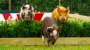 League of Pigs splash