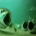 The Fishtank splash
