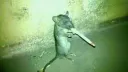 Rat Moment Pubic Server splash