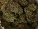 Medical Cannabis Aotearoa New Zealand Patient Group splash
