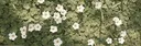 Spoonerizm Banner