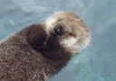 splash