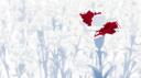 ୨୧˚𝐍𝐢𝐣𝐢𝐥𝐚𝐧𝐝 Banner