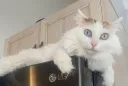 Party Animal splash