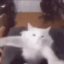 splash