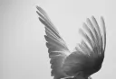 Typology Federation Discord server banner