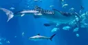 ✭ Marine Enthusiasts 🦈 splash