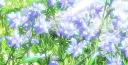 ♥ 𝓒𝓸𝔃𝔂 𝓟𝓮𝓽𝓪𝓵 ♥ splash