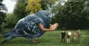 ʇǝǝläʞöH splash