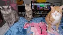 𝐻𝒶𝒾𝓁𝑒𝓎’𝓈 𝒟𝒾𝓈𝒸𝑜𝓇𝒹 𝒦𝒾𝓉𝓉𝑒𝓃𝓈 ୨୧ splash