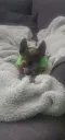 splash