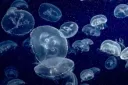 🪼⋆.࿔*:･Jelly's Reef･:*࿔.⋆🪼 splash
