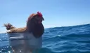 Unemployed Pengangguran splash