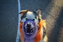 Reactive Dog Support+ Discord server banner