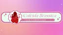 Maison des Fleurs splash