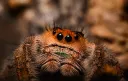 Jumping Spiders splash