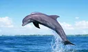 splash